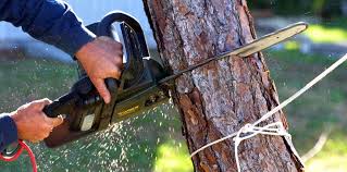 How Our Tree Care Process Works  in Mccall, ID